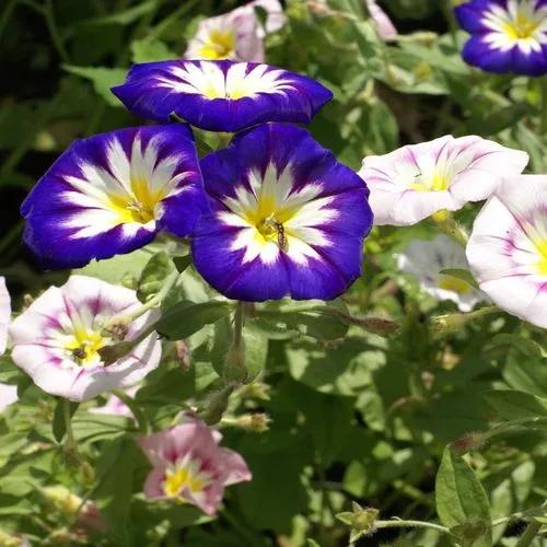 Dwarf Morning Glory