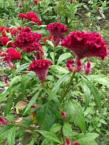 Concertin Yellow Celosia