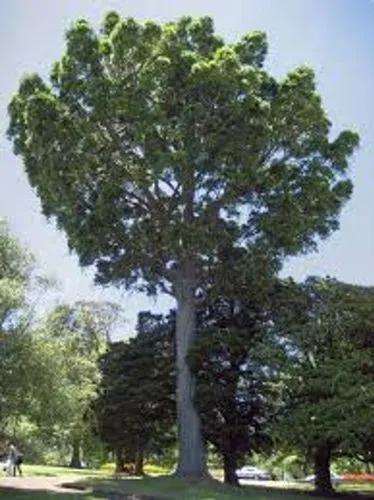 Smooth-Barked Kauri