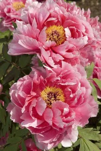 Tree Peony