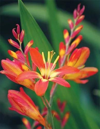 Crocosmia Lucifer