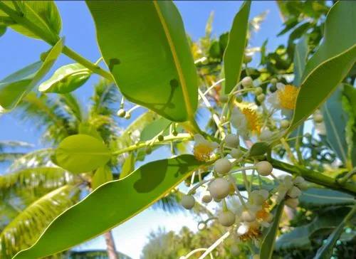 Indian-laurel