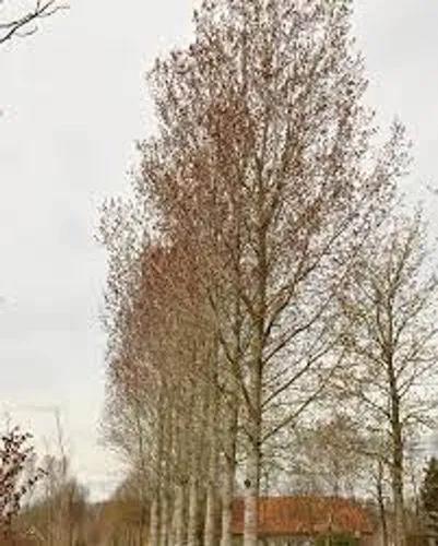 Canadian Poplar