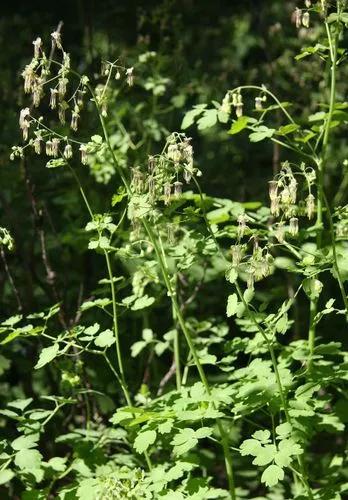 Thalictrum Fendleri