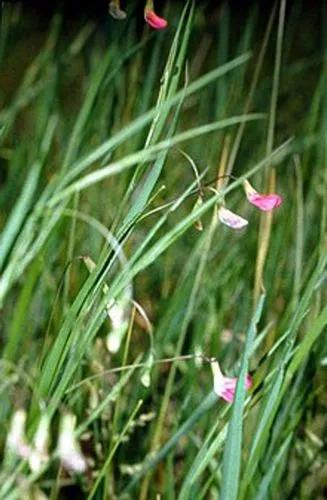 Grass Pea