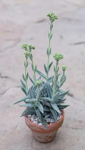 Crassula Mesembryanthemoides Tenelli