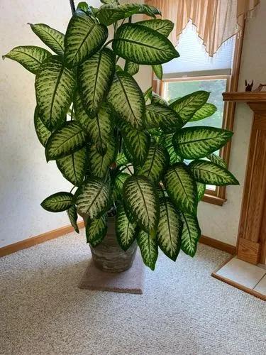 Dieffenbachia tropic snow