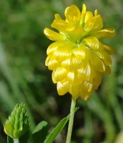 Trifolium Aureum