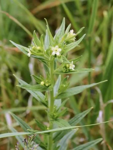 Common Gromwell