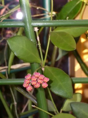 Hoya Bilobata