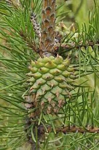 Table Mountain Pine