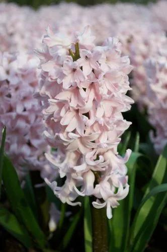 Pink Hyacinth