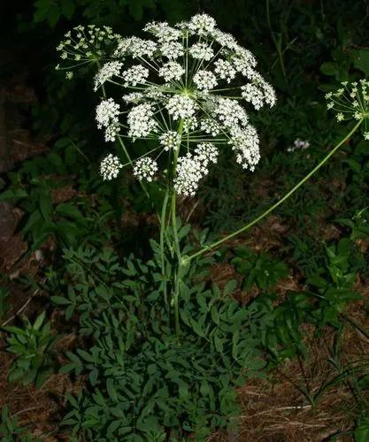 Silene Virginica