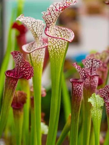 Pitcher Plants