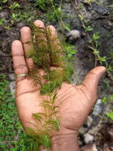 Longleaf Pondweed