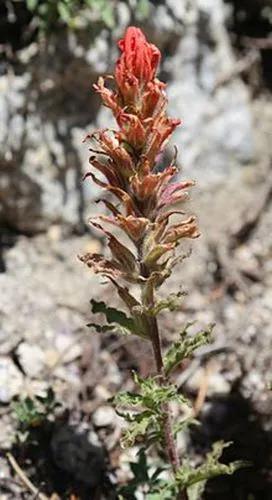 Castilleja Applegatei