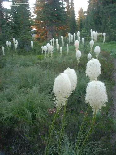 Beargrass