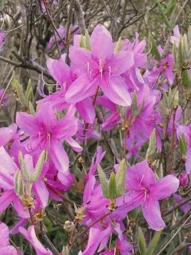 Azalea ericaceae