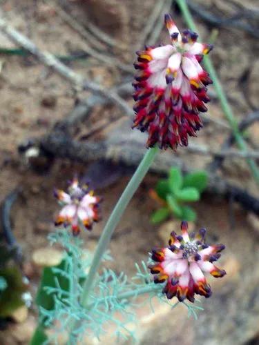 Platycapnos Spicata