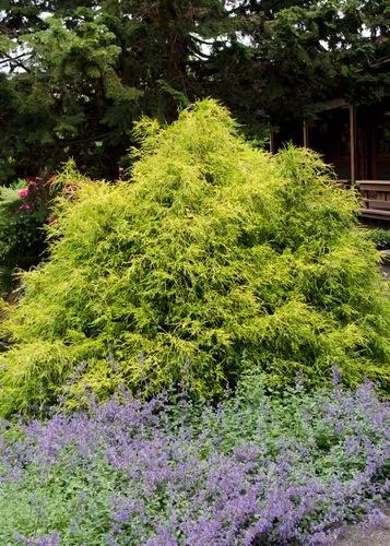 Japanese Falsecypress