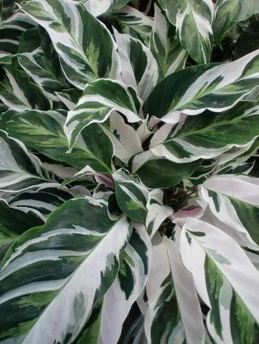 Fusion White Calathea