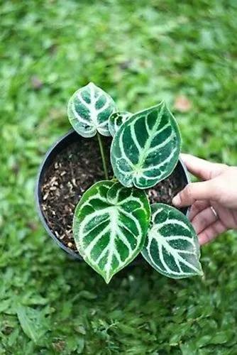 Anthurium Dorayaki