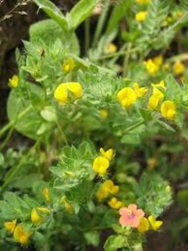 Narrowleaf Trefoil