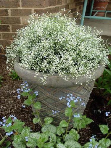 Euphorbia graminea 'Glitz'