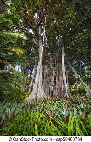 Australian Banyan