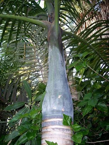 Spindle Palm