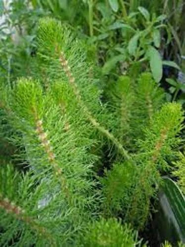 Spiked Water Milfoil