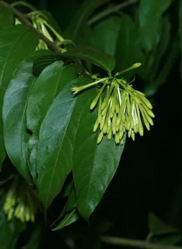 Cestrum Fragile