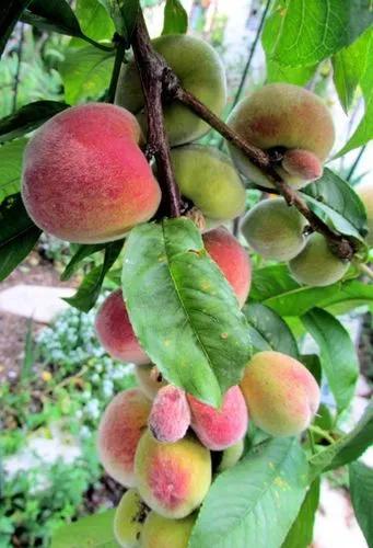 Florida Prince Peach