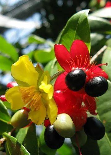 Acerola