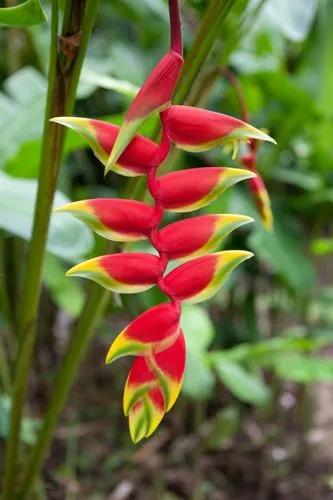 Lobster Claw Plant