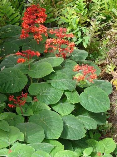 Clerodendrum Buchananii