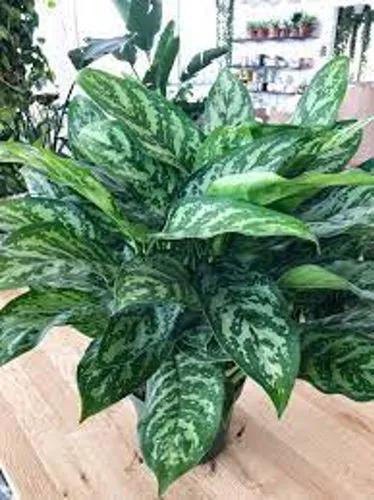 Aglaonema Emerald Beauty