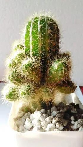 Echinopsis Calochlora