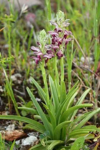 Bug Orchid