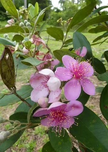 Rose Myrtle