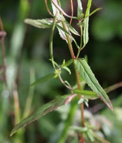 Square-stemmed Willowherb