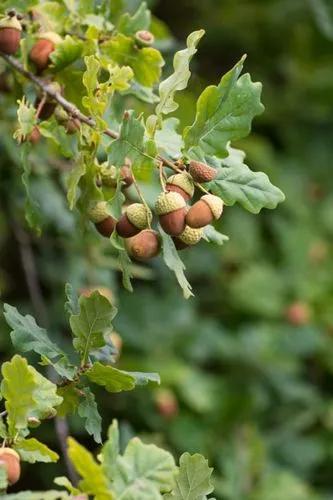 Downy oak