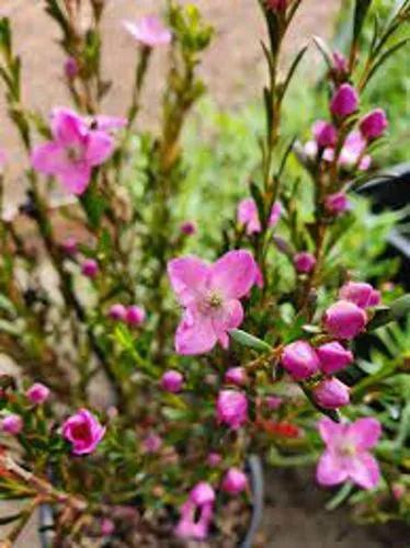 Boronia