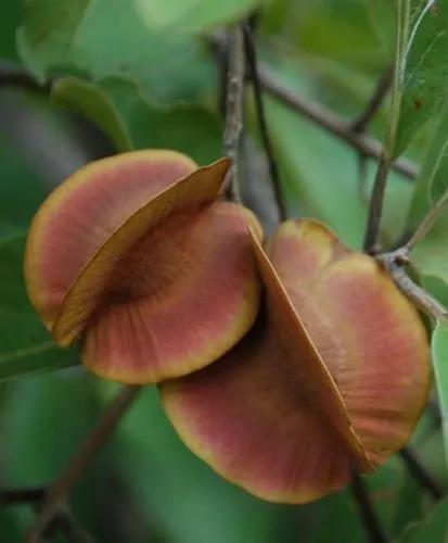 Combretum Collinum