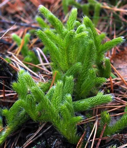 Common Club Moss