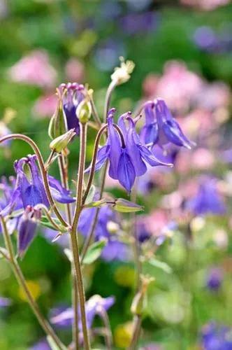 European columbine