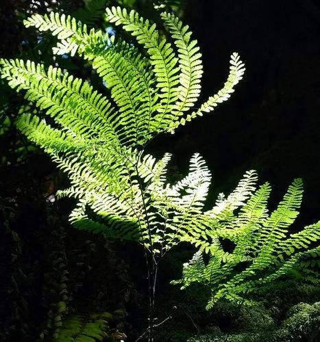 Five Finger Fern