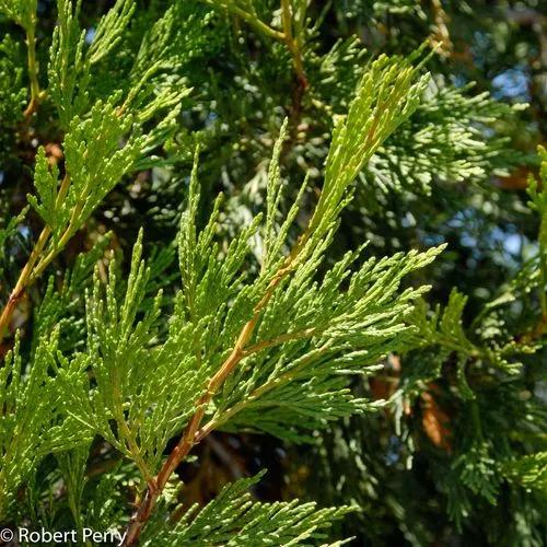 Incense Cedar