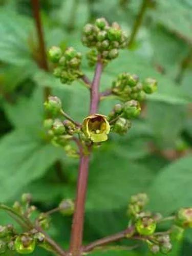 Woodland Figwort