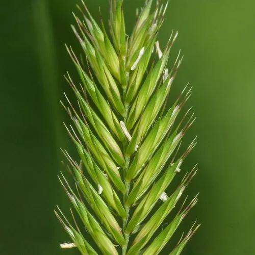 Crested Wheatgrass